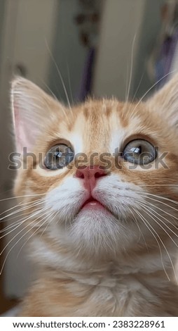 Professional cat photo, perfect for use in pet photography