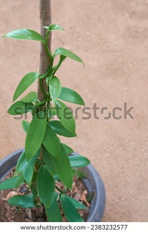 vanilla orchid flowering plant grow or cultivated in pot, aka flat leaved vanilla, plant from which vanilla spice is obtained or derived, selective focus with copy space Royalty-Free Stock Photo #2383232577