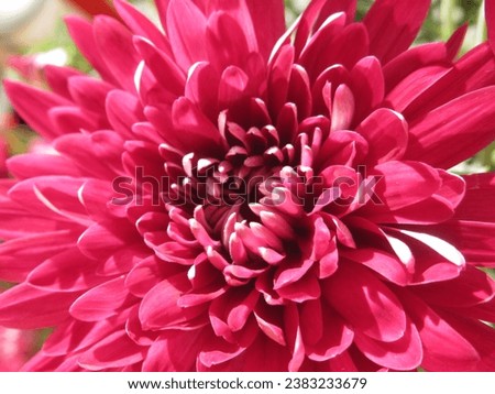 Close-up of a pink chrysanthemum blossom, a delicate and timeless symbol of natural beauty