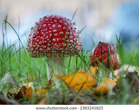 Fly agaric, Amanita muscaria in a natural habitat, close up on a blurred background with shallow depth of field, a species of poisonous, chalucigenic mushrooms