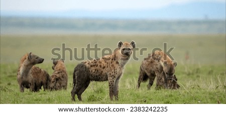Hyenas are highly social carnivores that form tight-knit groups known as clans, often led by a dominant female, and they are famous for their distinctive laughter-like vocalizations. Royalty-Free Stock Photo #2383242235