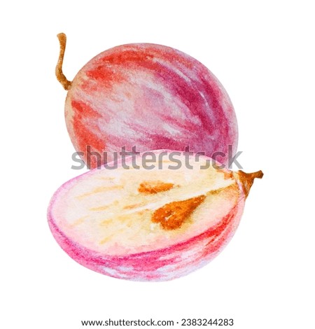 Red grape berry, whole, half, seeds. Watercolor hand drawn illustration. Ingredient in wine, vinegar, juice, cosmetics. Clip art for menu of restaurants, cafes, packaging of farm goods, vegan products