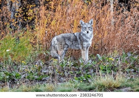 A coyote pictured on the outskirts of Haines Junction, Yukon, Canada.