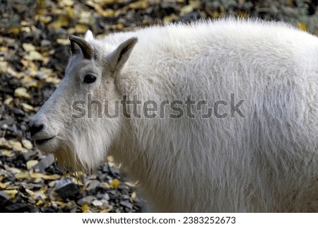 A portrait of a male Mountain Goat pictured in the Yukon Territory, Canada.