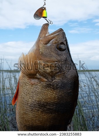 Perch caught on a spinner at sunset. Evening biting. Against the background of great bulrush and blue sky Royalty-Free Stock Photo #2383255883