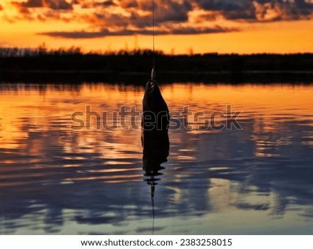 Fishing at sunset. Catching predatory fish on spinning. Sunset colors on the water surface, sunny path from the low sun. Perch caught on yellow spoonbait Royalty-Free Stock Photo #2383258015