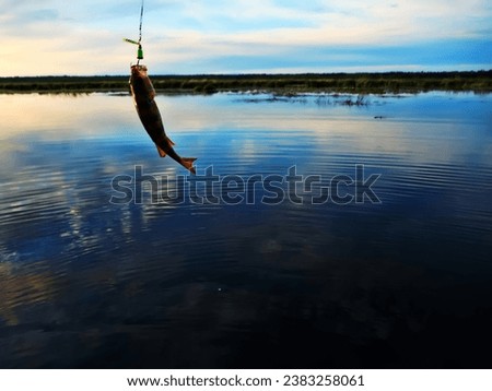 Fishing at sunset. Catching predatory fish on spinning. Sunset colors on the water surface, sunny path from the low sun. Perch caught on yellow spoonbait Royalty-Free Stock Photo #2383258061
