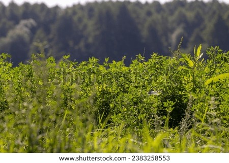 An agricultural field where green grass is grown for harvesting hay, a field with grass for harvesting fodder for cows Royalty-Free Stock Photo #2383258553