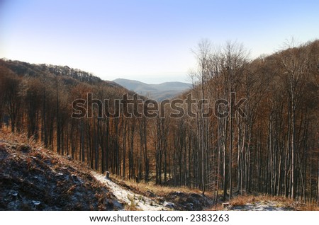 Above the hills - a beech forest
