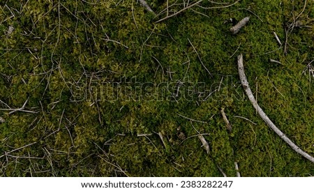Desktop background with beautiful ground in the forest with green moss