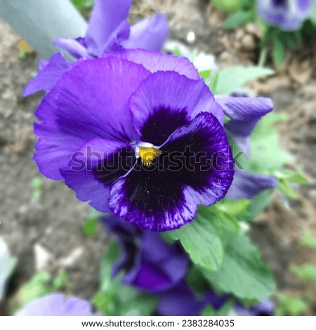 Tricolor violet in blue tones blooming in a city park.