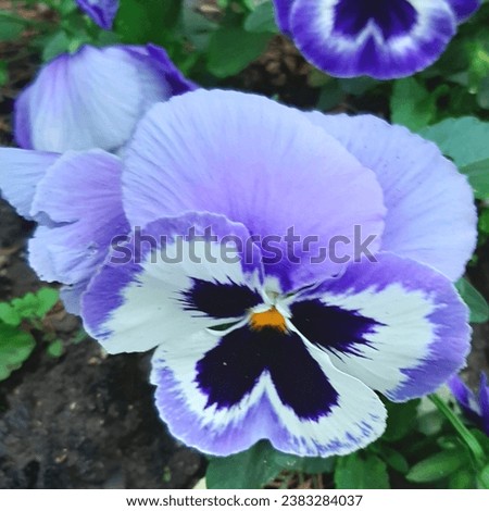 Tricolor violet in blue tones blooming in a city park.