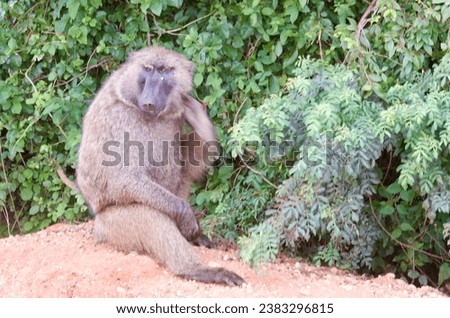 a baboon in the jungle in Murchison Falls NP