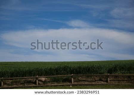 Horizontal photo of green wheat field and blue sky with white clouds. In front a wooden fence. Background and textures. Screen saver