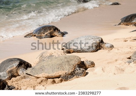 giant turtle landing and drying at the beach