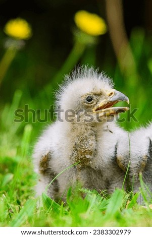 juvenile bald eagle sitting in the grass (Alaska) Royalty-Free Stock Photo #2383302979