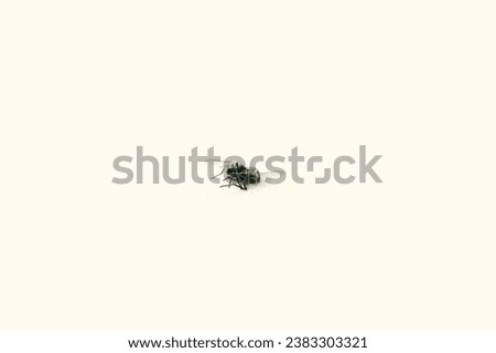 knocked down fly on white background in the interior close-up photo of a dead fly