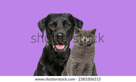 Close-up of a Happy panting black Labrador dog and British Shorthair cat looking at the camera, isolated on purple