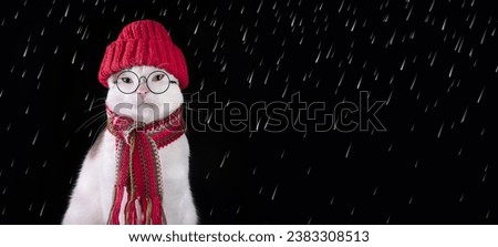 White Cat wearing a red knitted scarf and hat with eyeglasses on black background. Smart Cat in glasses. Needlework. Cat ready for cold winter autumn. it's raining on the cat. it will rain. Copy space