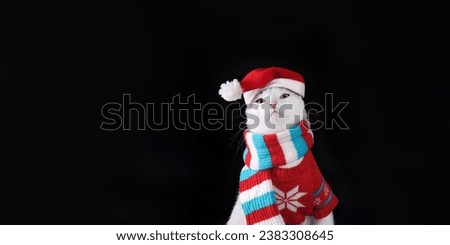 Christmas cat on a black background. Studio portrait of a white cat wearing Santa Claus xmas red cap looks up. Merry Christmas. Greeting card. Happy New Year. Cat with Santa hat.  Place for text.
