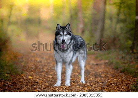 A malamute Alaskan husky dog in forest  Royalty-Free Stock Photo #2383315355