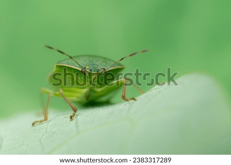 Green stinkbug in macro close up with green background  Royalty-Free Stock Photo #2383317289