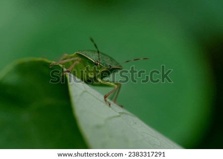 Green stinkbug in macro close up with green background  Royalty-Free Stock Photo #2383317291