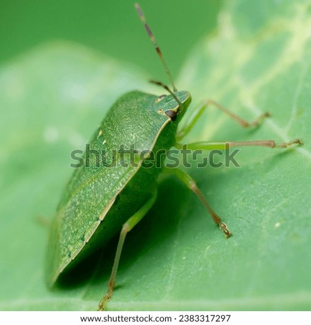 Green stinkbug in macro close up with green background  Royalty-Free Stock Photo #2383317297