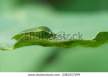 Green stinkbug in macro close up with green background  Royalty-Free Stock Photo #2383317299