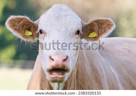 Close-up portrait of surprised cow on the pasture. Funny animal photo. Surprise expression and opened mouth. Royalty-Free Stock Photo #2383320133