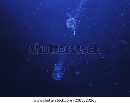 A picture with a jellyfish