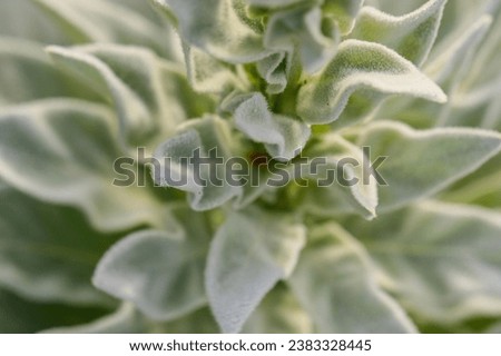 Our high-quality images capture the intricate details and vibrant colors of mullein leaves. Whether you need close-up shots for botanical research or stunning backgrounds