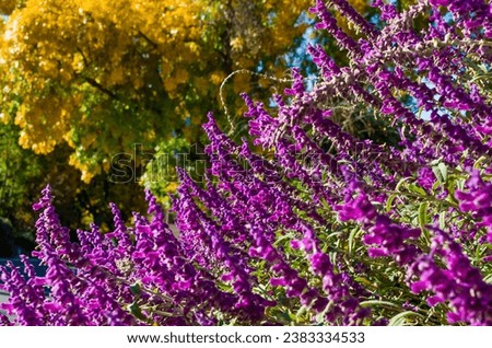 Beautiful fall colors in a Southern California neighborhood with vivid purple Velvet Sage focused in foreground and the yellow leaves of a European Beech tree blurred in the autumn background. Royalty-Free Stock Photo #2383334533