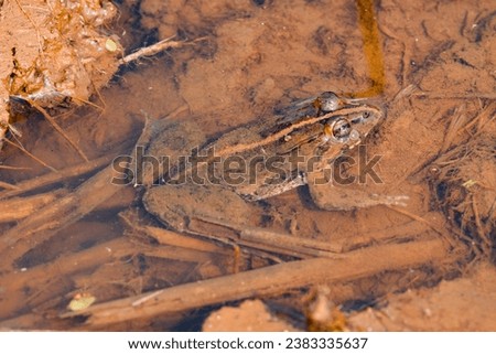 Full body of toad in the water, animal closeup