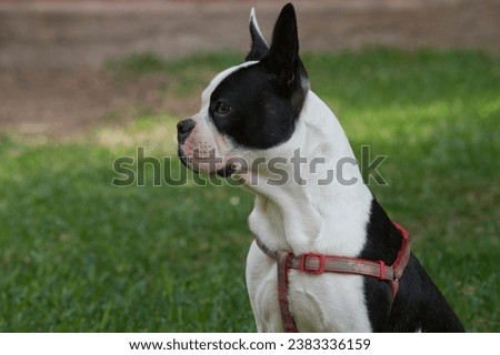 Boston Terrier on watch, very attentive