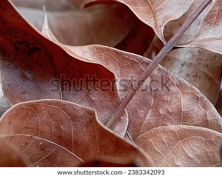 close up Dry fallen leaves, brown, autumn photo illustration.