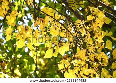 Chinese hackberry  Nettle tree ( Celtis sinensis ) Yellow leaves and fruit (drupe). The fruit that grows behind the leaves around October is sweet and delicious. Royalty-Free Stock Photo #2383344485