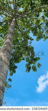 towering trees against the blue sky, photo taken from below