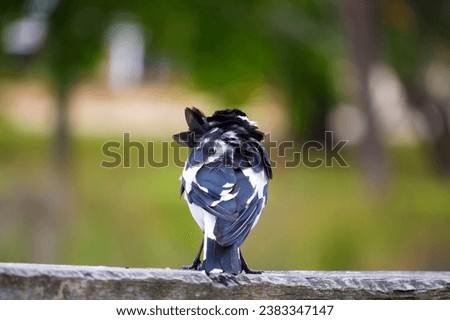 A friendly black and white Magpie-lark (Grallina cyanoleuca) an Australian bird with pee-o-wit' cry called Pee Wee , Murray magpie or Mudlark, looks for food on a late morning in late spring. Royalty-Free Stock Photo #2383347147