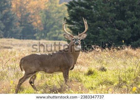 White-tailed Deer (Odocoileus virginianus) Buck in autumn Royalty-Free Stock Photo #2383347737