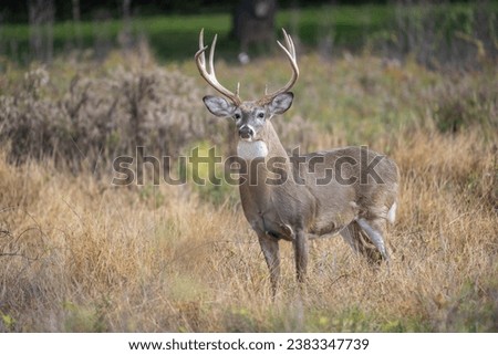 White-tailed Deer (Odocoileus virginianus) Buck in autumn Royalty-Free Stock Photo #2383347739