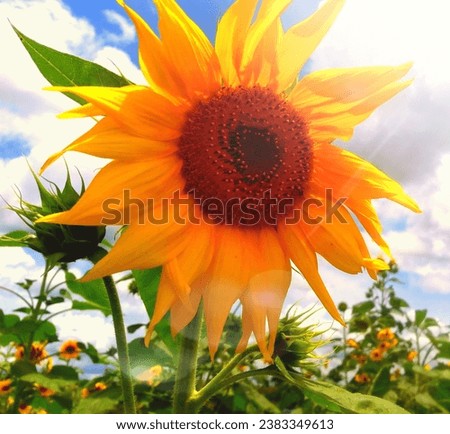 A nice afternoon yellow and clear sunflower picture
