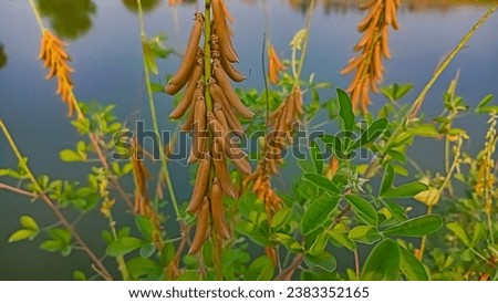 A picture of sword beans on the vine or crotalaria pallida