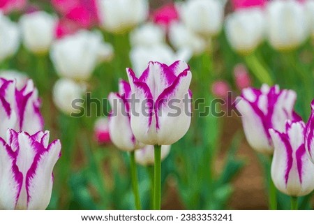 White tulip in full bloom with cute purple borders