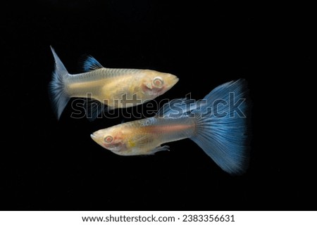 A pair of Albino Blue Tail Guppy Fish (Poecilia reticulata) isolated black background, Male and female fancy guppy.