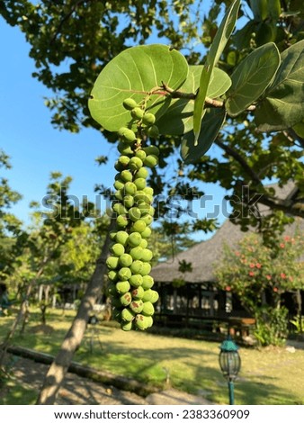 Green fruit of Cocoloba uvifera or usually called as seagrape and baygrape hanging in the tree on summer  Royalty-Free Stock Photo #2383360909