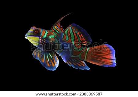 Mandarin fish (Mandarin dragonet, Striped mandarin, Striped dragonet, Mandarin goby) on isolated black background. Synchiropus splendidus is a small, brightly color, popular in marine aquarium