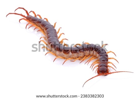 A diverse collection of centipede images taken in controlled environments, offering viewers a chance to explore these intriguing creatures up close.