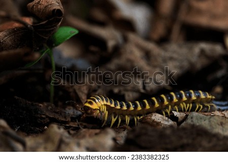 A collection of high-quality images and footage showcasing centipedes in their natural habitat. From close-up shots of centipedes crawling on forest floors  Royalty-Free Stock Photo #2383382325