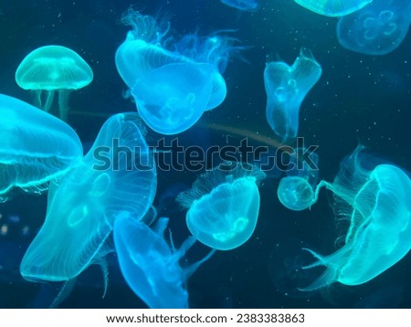 Fire Jellyfish and Dark sea.